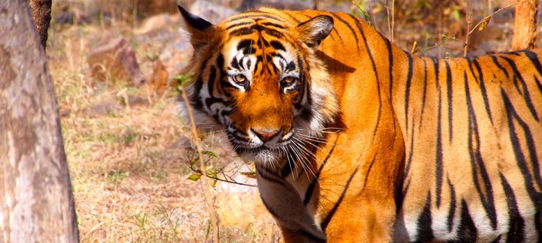 indian_tiger